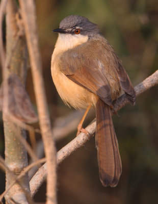 Ashy prinia (prinia socialis), Bharatpur, India, December 2009