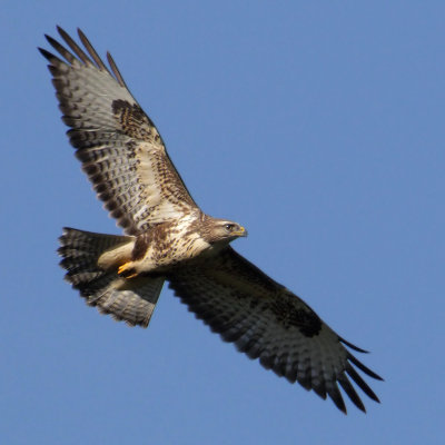 Common buzzard (buteo buteo), Montricher, Switzerland, August 2010