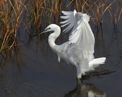 Little egret (egretta garzetta), Gialova, Greece, September 2010