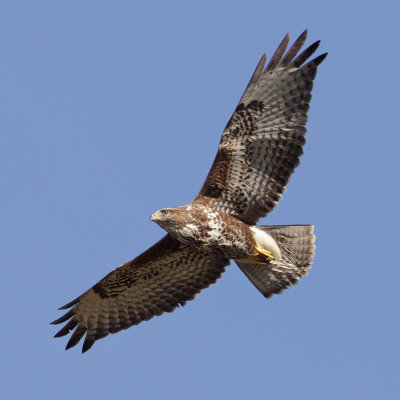 Common buzzard (buteo buteo),Grancy, Switzerland, September 2010