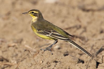 Yellow wagtail (motacilla flava), Romanel, Switzerland, September 2010