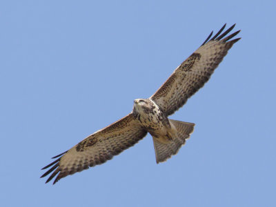 Common buzzard (buteo buteo),Grancy, Switzerland, September 2010