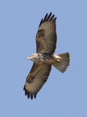 Common buzzard (buteo buteo),Grancy, Switzerland, September 2010