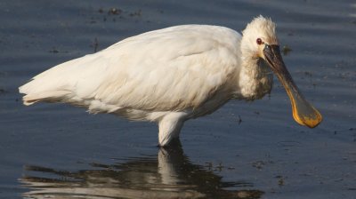 Eurasian spoonbill (platalea leucorodia), Udaipur, India, January 2010