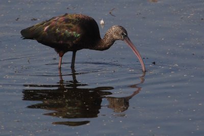  Glossy ibis (plegadis falcinellus), Udaipur, India, January 2010