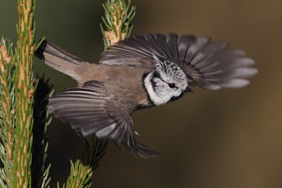 Crested tit (lophophanes cristatus), Ayer, Switzerland, October 2010