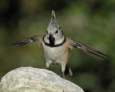 Crested tit (lophophanes cristatus), Ayer, Switzerland, October 2010