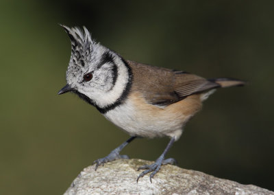 Crested tit (lophophanes cristatus), Ayer, Switzerland, October 2010