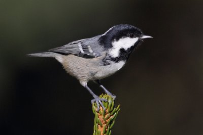 Coal tit (periparus ater), Ayer, Switzerland, October 2010