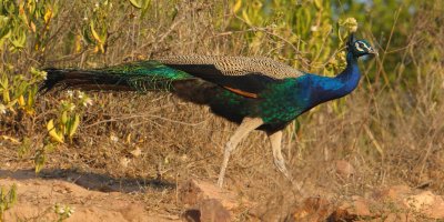 Indian peafowl (pavo cristatus), Ranthambore, India, December 2009