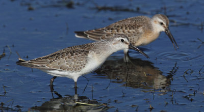  Curlew sandpiper (calidris ferruginea), Gialova, Greece, September 2010