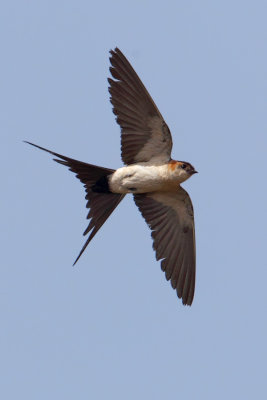 Red-rumped swallow (cecropis daurica), Petrochori, Greece, September 2010