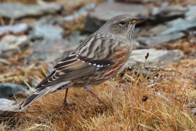 Alpine accentor (prunella collaris), Gornergrat, Switzerland, October 2010