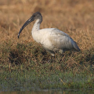 Black-headed ibis  (threskiornis melanocephalus), Bharatpur, India, December 2009