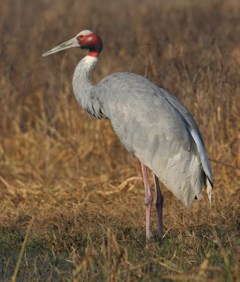 Sarus crane (grus antiogone), Bharatpur, India, December 2009