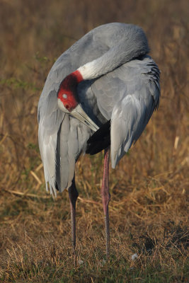 Sarus crane (grus antiogone), Bharatpur, India, December 2009