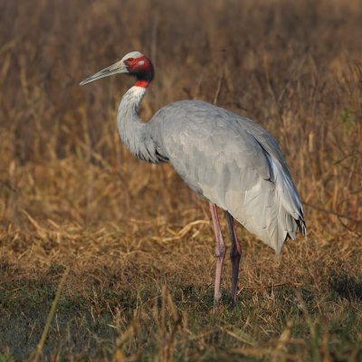 Sarus crane (grus antiogone), Bharatpur, India, December 2009