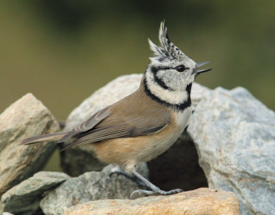 Crested tit (lophophanes cristatus), Ayer, Switzerland, October 2010