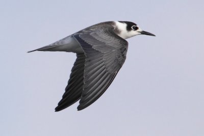 Black tern (chlidonias niger), Gialova, Greece, September 2010