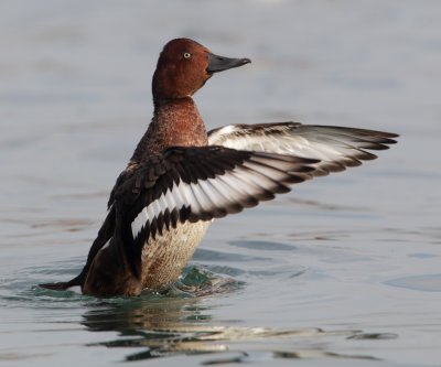 Ferruginous duck x common pochard (aythya ferina x nyroca), Morges, Switzerland, November 2010