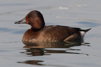 Ferruginous duck x common pochard (aythya ferina x nyroca), Morges, Switzerland, November 2010