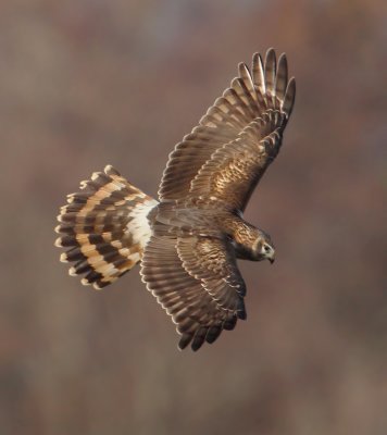 Hen harrier (circus cyaneus), Grancy, Switzerland, November 2010