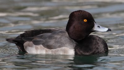Tufted duck x common pochard (aythya fuligula x ferina), Morges, Switzerland, November 2010
