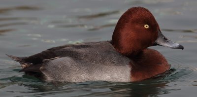 Common pochard x ferruginous duck (aythya ferina x nyroca), Morges, Switzerland, November 2010