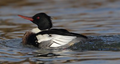 Red-breasted merganser (mergus serrator), Saint-Prex, Switzerland, November 2010