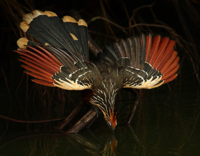 Hoatzin (opisthocomus hoazin), La Selva Lodge, Ecuador, January 2009