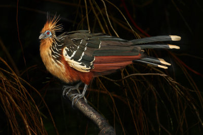 Hoatzin (opisthocomus hoazin), La Selva Lodge, Ecuador, January 2009