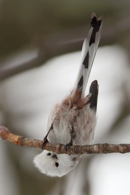 Long-tailed tit (aegithalos caudatus caudatus), Saint-Prex, Switzerland, November 2010