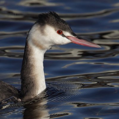 Great crested grebe (podiceps cristatus), Morges, Switzerland, December 2010