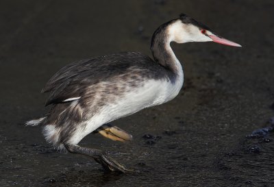 Great crested grebe (podiceps cristatus), Morges, Switzerland, December 2010