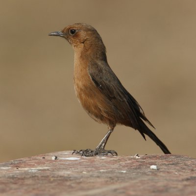 Brown rock chat or indian chat (cercomela fusca), Bund Baretha, India, December 2009