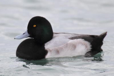 Greater scaup (aythya marila), Morges, Switzerland, December 2010