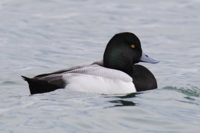 Greater scaup (aythya marila), Morges, Switzerland, December 2010