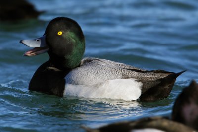 Greater scaup (aythya marila), Morges, Switzerland, December 2010