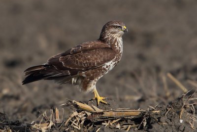 Common buzzard (buteo buteo), Vouvry, Switzerland, January 2011