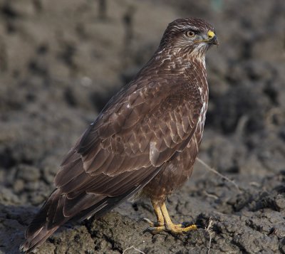 Common buzzard (buteo buteo), Vouvry, Switzerland, January 2011