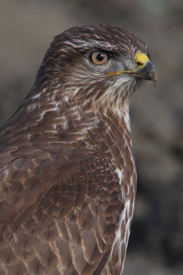 Common buzzard (buteo buteo), Vouvry, Switzerland, January 2011