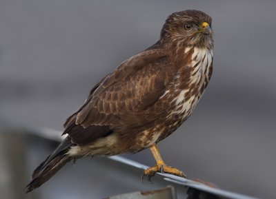 Common buzzard (buteo buteo), Vouvry, Switzerland, January 2011