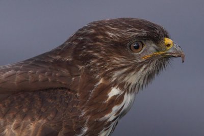 Common buzzard (buteo buteo), Vouvry, Switzerland, January 2011