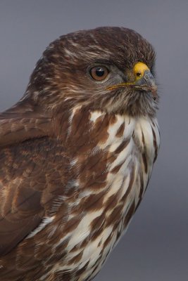 Common buzzard (buteo buteo), Vouvry, Switzerland, January 2011
