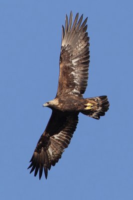 Golden eagle (aquila chrysaetos), Wiler, Switzerland, January 2011