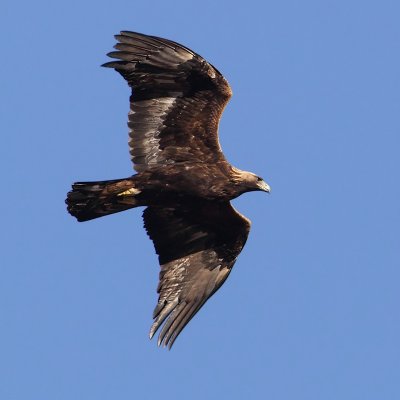 Golden eagle (aquila chrysaetos), Wiler, Switzerland, January 2011