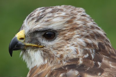 Common buzzard (buteo buteo), Vouvry, Switzerland, January 2011