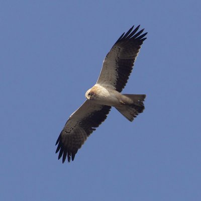 Booted eagle (hieraaetus pennatus), Elche, Spain, January 2011