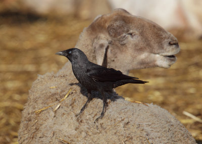 Jackdaw (corvus monedula spermologus), Dolores, Spain, January 2011