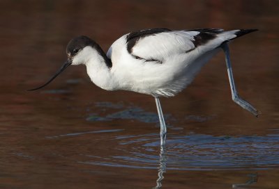 Avocet (recurvirostra avosetta)